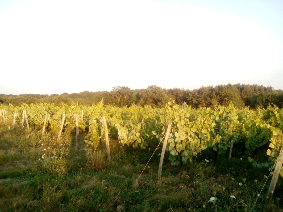 Le Champ-Saint-Pere Mas Des Vignes Piscine Chauffee B&B 외부 사진